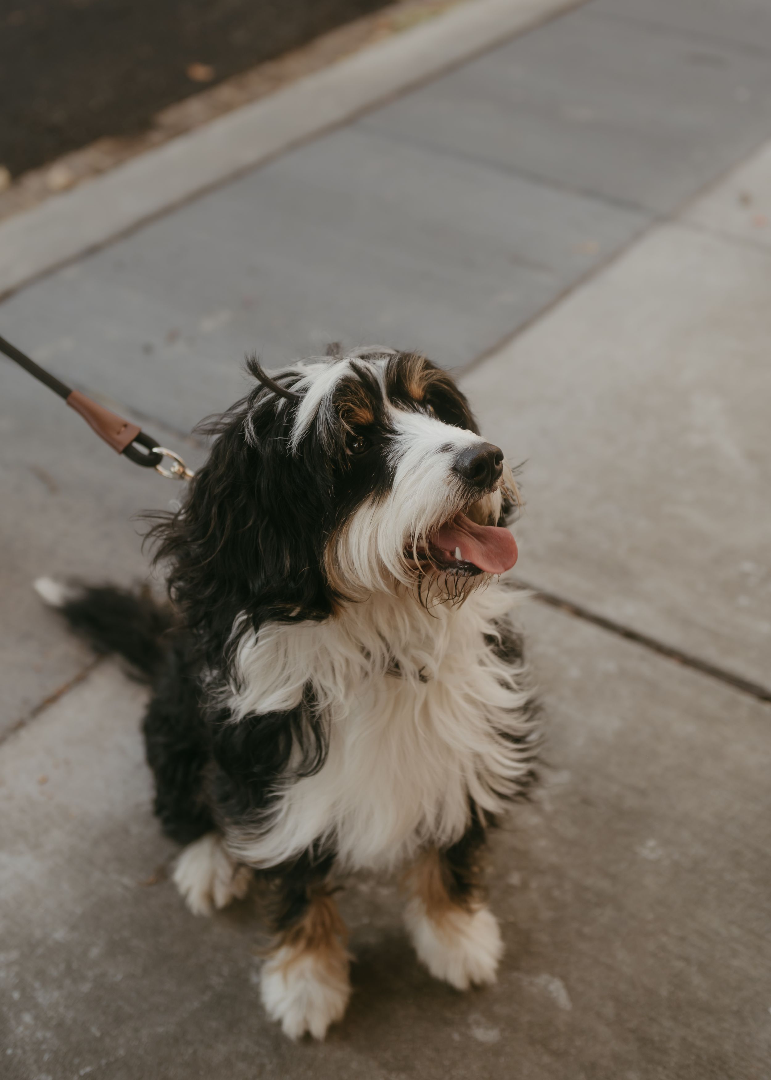 A black and white Tibetan Terrier dog with long shaggy fur stands on a concrete sidewalk while on a leash.