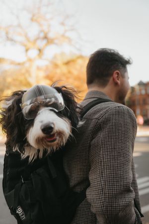 A black and white dog peeks over someone's shoulder on an autumn day.