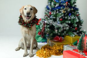Perro en sesión fotográfica navideña Dog Photo Christmas en Barcelona. Por Daniel Giménez fotógrafo.