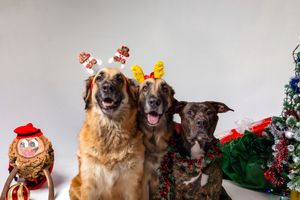 Sesión fotográfica navideña de perro en Barcelona. Dog Photo Christmas por Daniel Giménez fotógrafo.