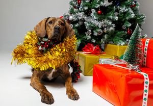 Retrato navideño de perro en Dog Photo Christmas en Barcelona por Daniel Giménez fotógrafo.
