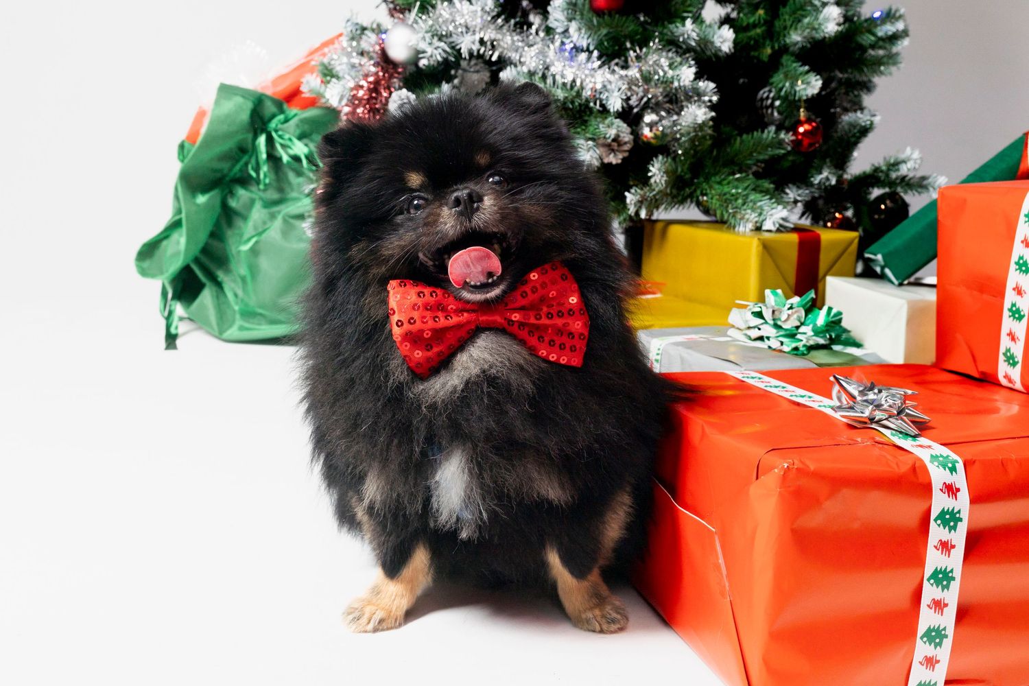 Perro en sesión fotográfica navideña Dog Photo Christmas Barcelona. Por Daniel Giménez.