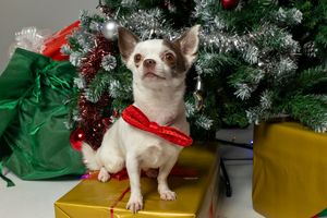 Fotografía navideña de perro en Dog Photo Christmas Barcelona. Retrato festivo por Daniel Giménez.