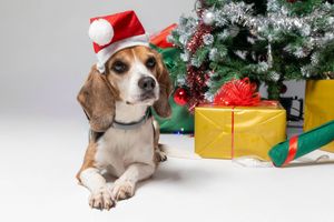 Fotografía canina festiva en Dog Photo Christmas Barcelona. Retrato de mascota por Daniel Giménez.