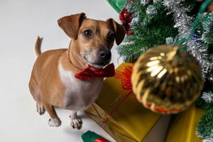 Perro pequeño junto a decoración navideña dorada. Dog Photo Christmas en Barcelona por Daniel Giménez.