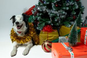 Perro en sesión Dog Photo Christmas navideña en Barcelona. Fotografía de mascota por Daniel Giménez.