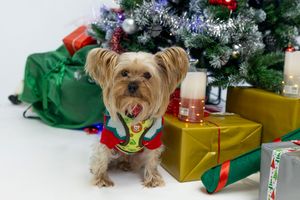 Perro en sesión navideña Dog Photo Christmas en Barcelona. Fotografía por Daniel Giménez.