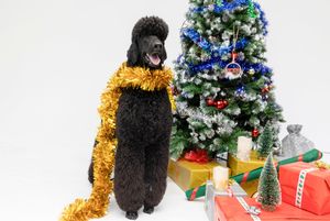 Fotografía canina navideña en Dog Photo Christmas en Barcelona. Retrato de mascota por Daniel Giménez.