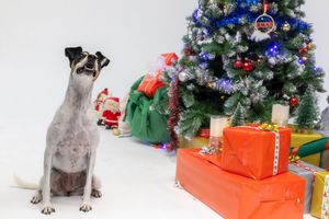 Perro en sesión navideña Dog Photo Christmas Barcelona. Fotografía festiva de mascota por Daniel Giménez.