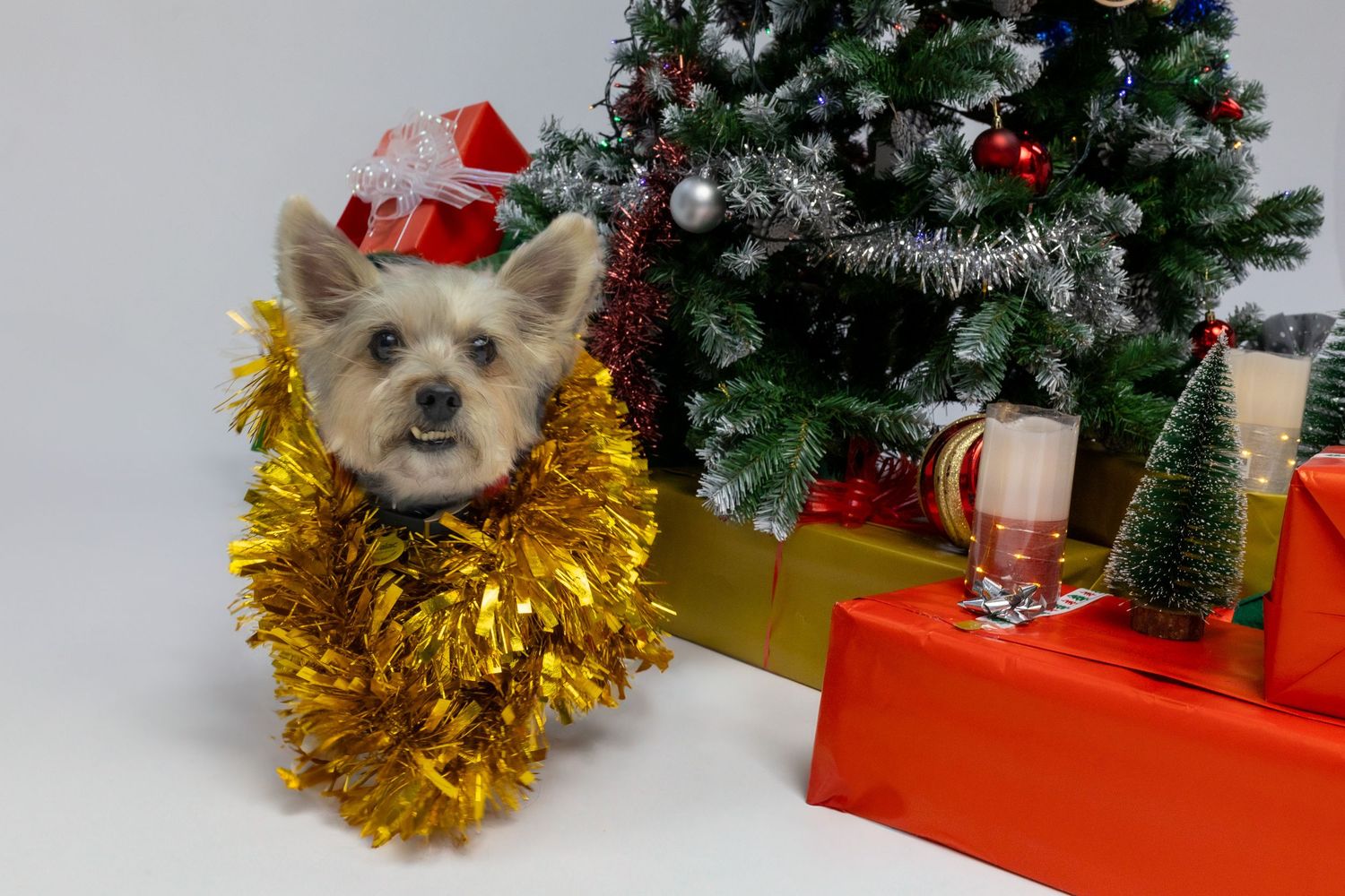 Perro con decoración navideña en Dog Photo Christmas Barcelona. Sesión fotográfica por Daniel Giménez.