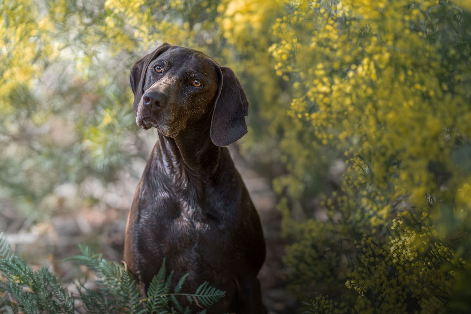 Natural portrait of a German shorthaired pointer in bushland near the surf coast