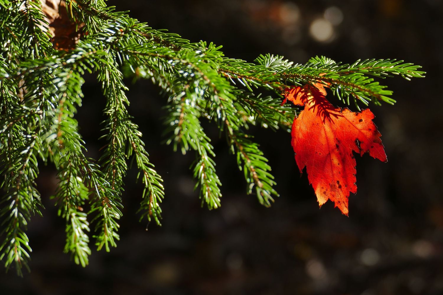 Red autumn leaf on evergreen tree Alleghany Mountain West Virginia
