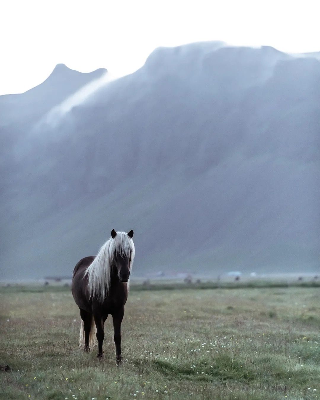 Icelandic horse standing in a grassy field with tall blue-grey mountains behind.