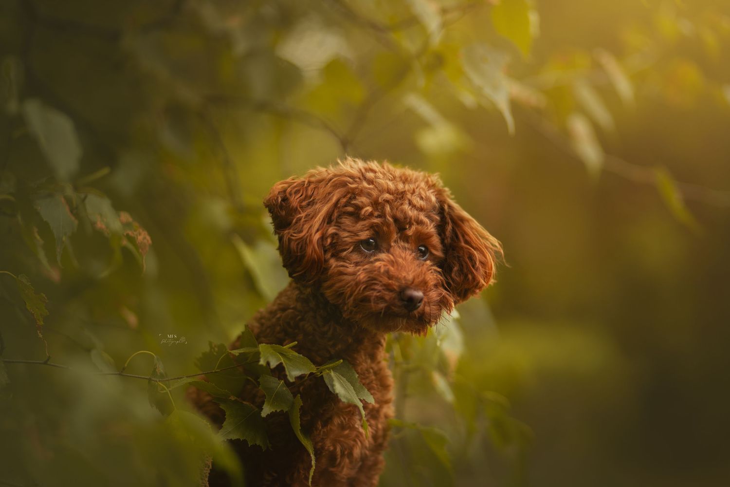 dog-portrait-photoshoot