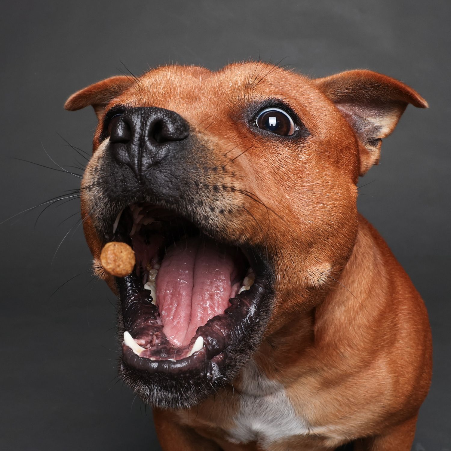 studio portrait of a dog catching a treat
