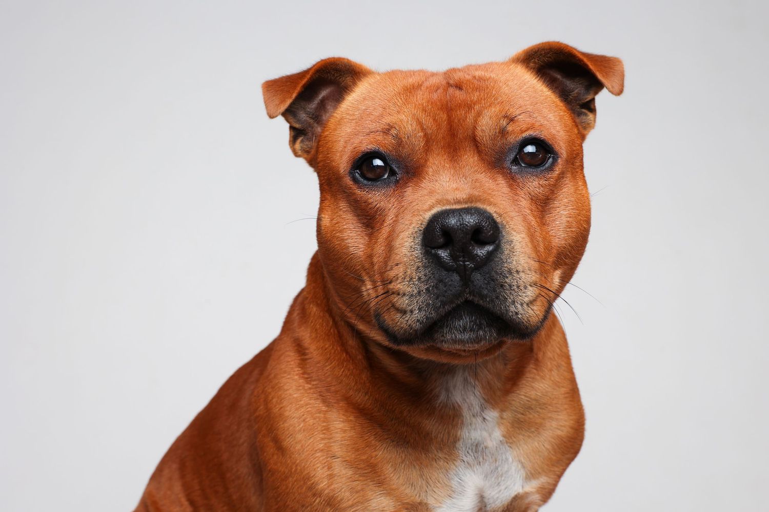 studio portrait dog