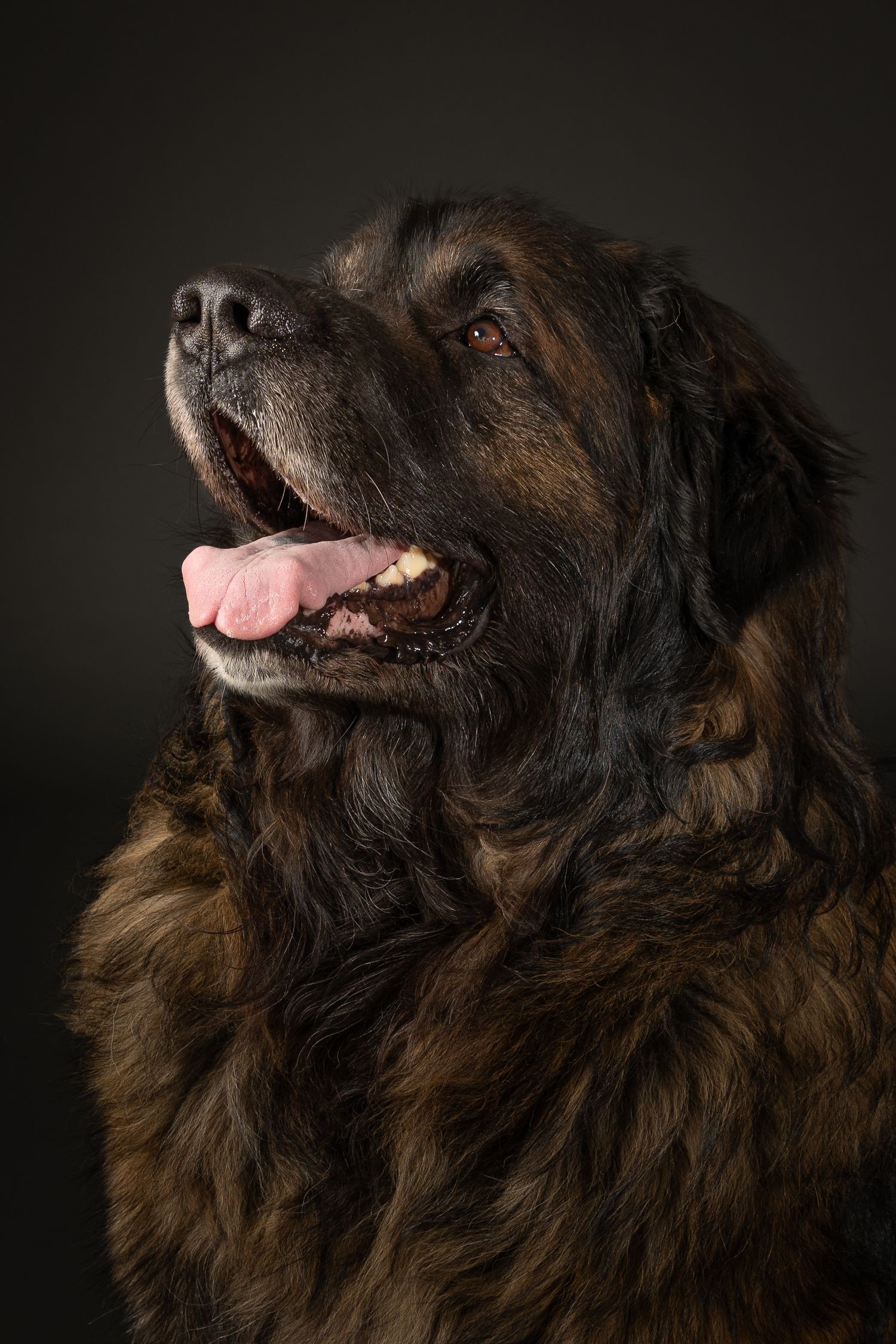 studio portrait dog