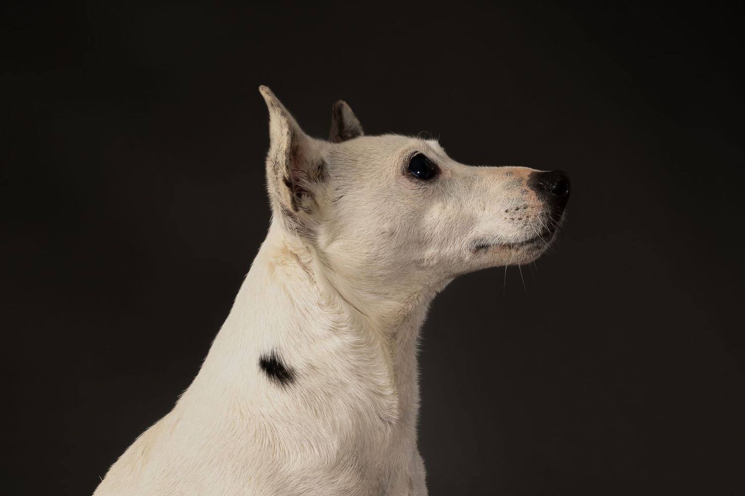 studio portrait dog