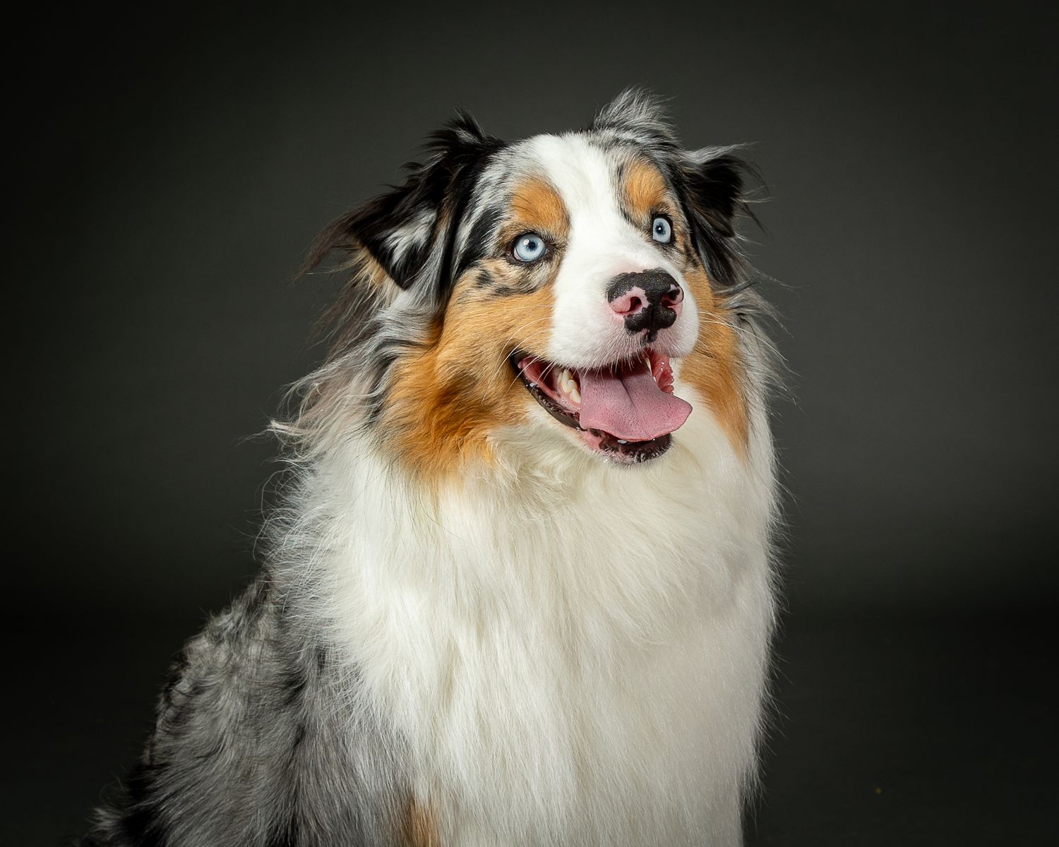 studio portrait lighting dog photography