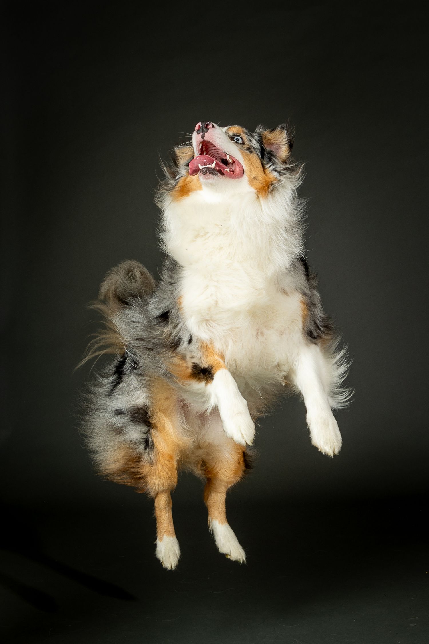 studio dog portrait in action doing a jump