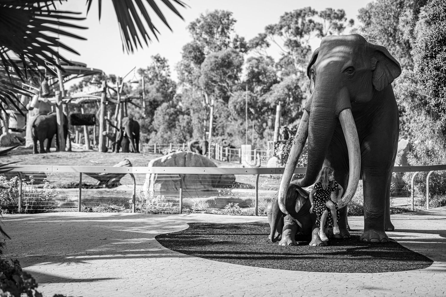 Black and white photo showing an elephant sculpture walking through pathways of the San Diego Zoo.