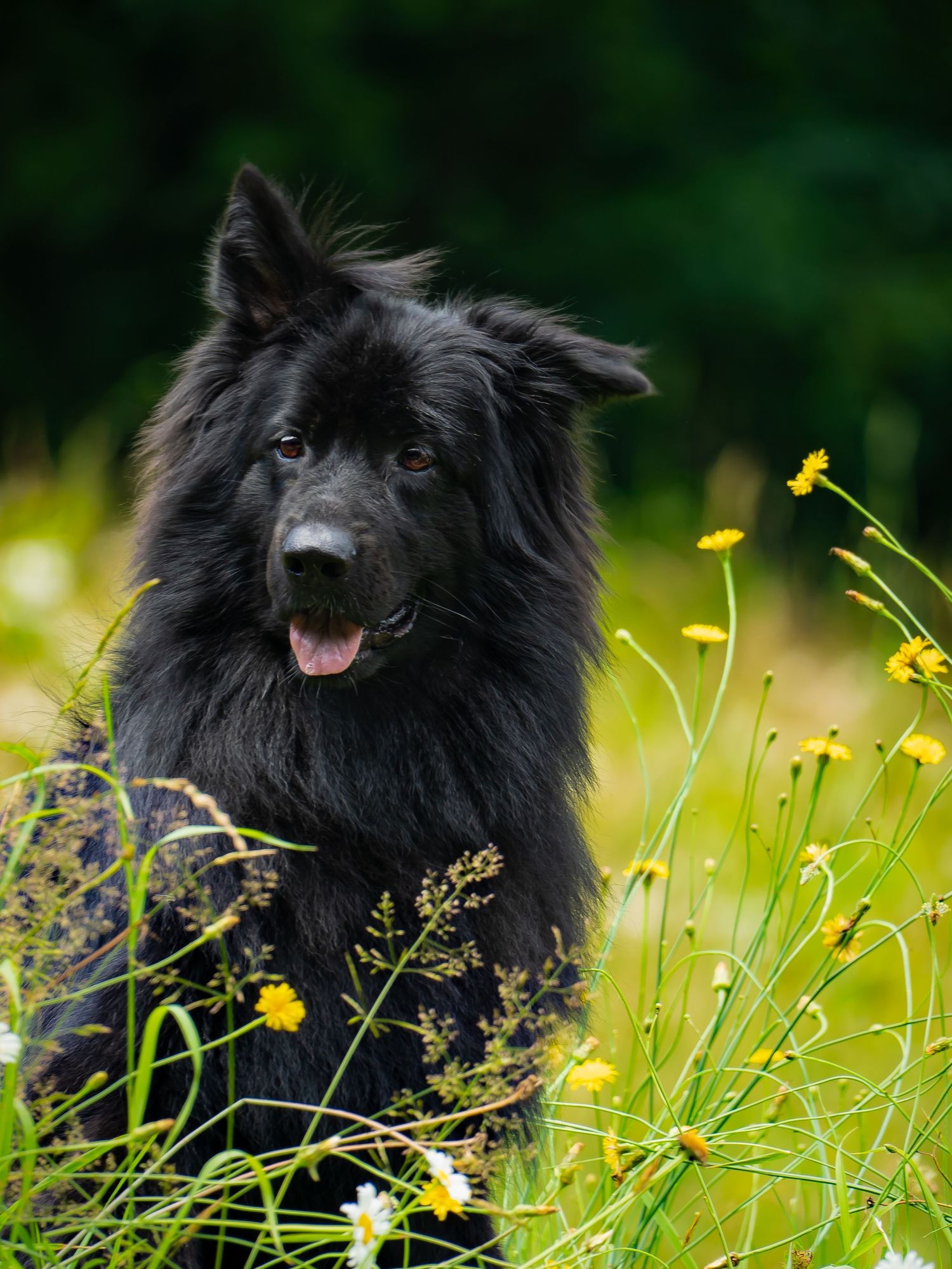A black Germán shepherd dog partially hidden in tall grass with a warm summer background. Fairview wv