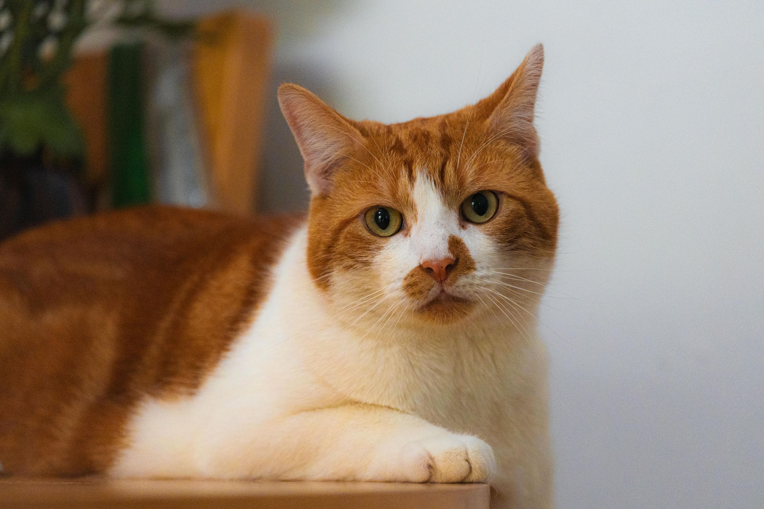 Ginger and white short hair cat posing on table from Beautiful Pet Portraits