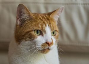 Ginger and white short hair cat in front of white sofa from Beautiful Pet Portraits