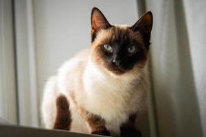 A pet portrait of a brown and grey Siamese cat on a window sill with white curtains looking into the camera from Beautiful Pet Portraits