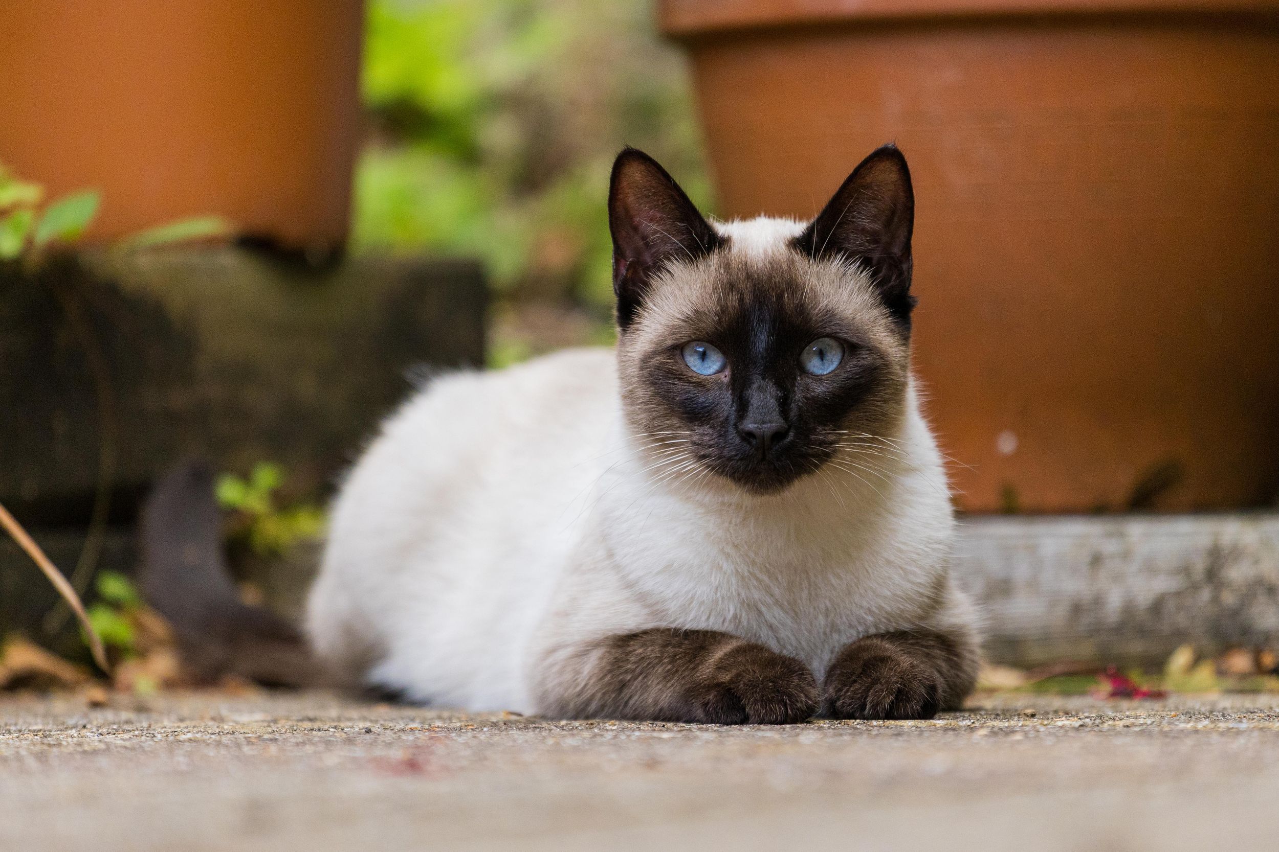 A pet portrait of a brown and grey Siamese cat on a patio looking into the camera from Beautiful Pet Portraits