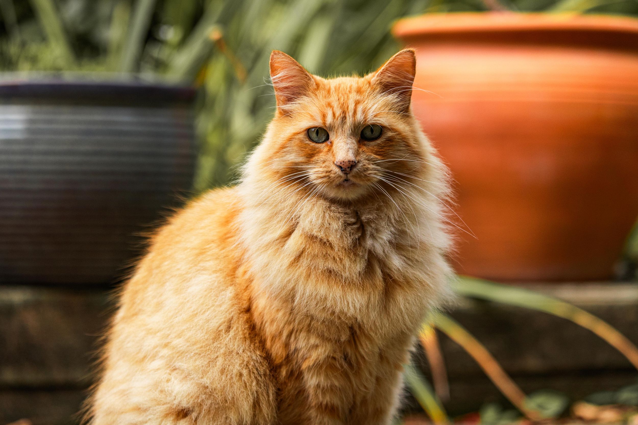 Ginger long hair cat posing on patio from Beautiful Pet Portraits