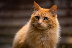 Ginger long hair cat posing on patio from Beautiful Pet Portraits