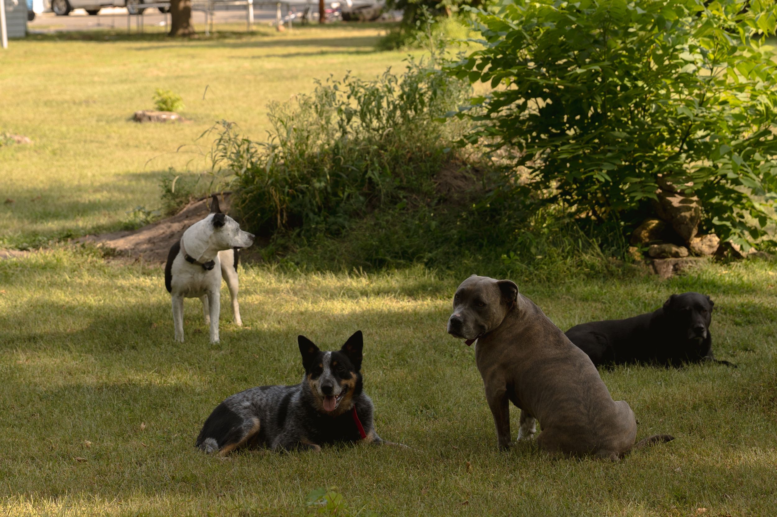 Several dogs lounging in a sunny backyard with green grass and trees.