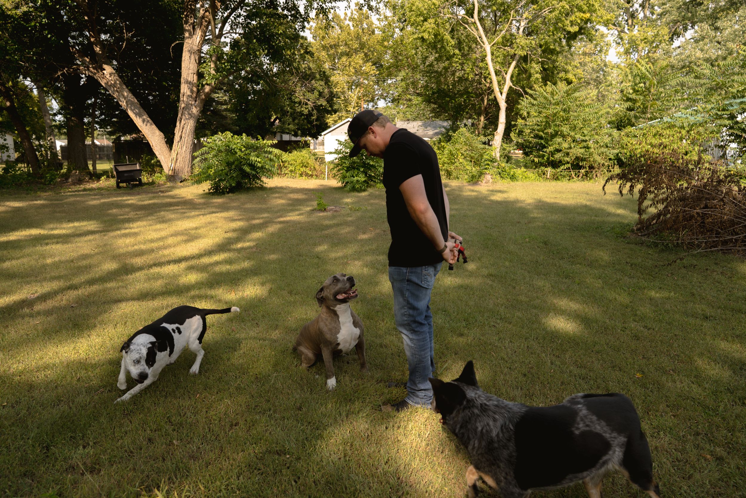 Dogs playing in a spacious backyard with trees and grass on a sunny afternoon.