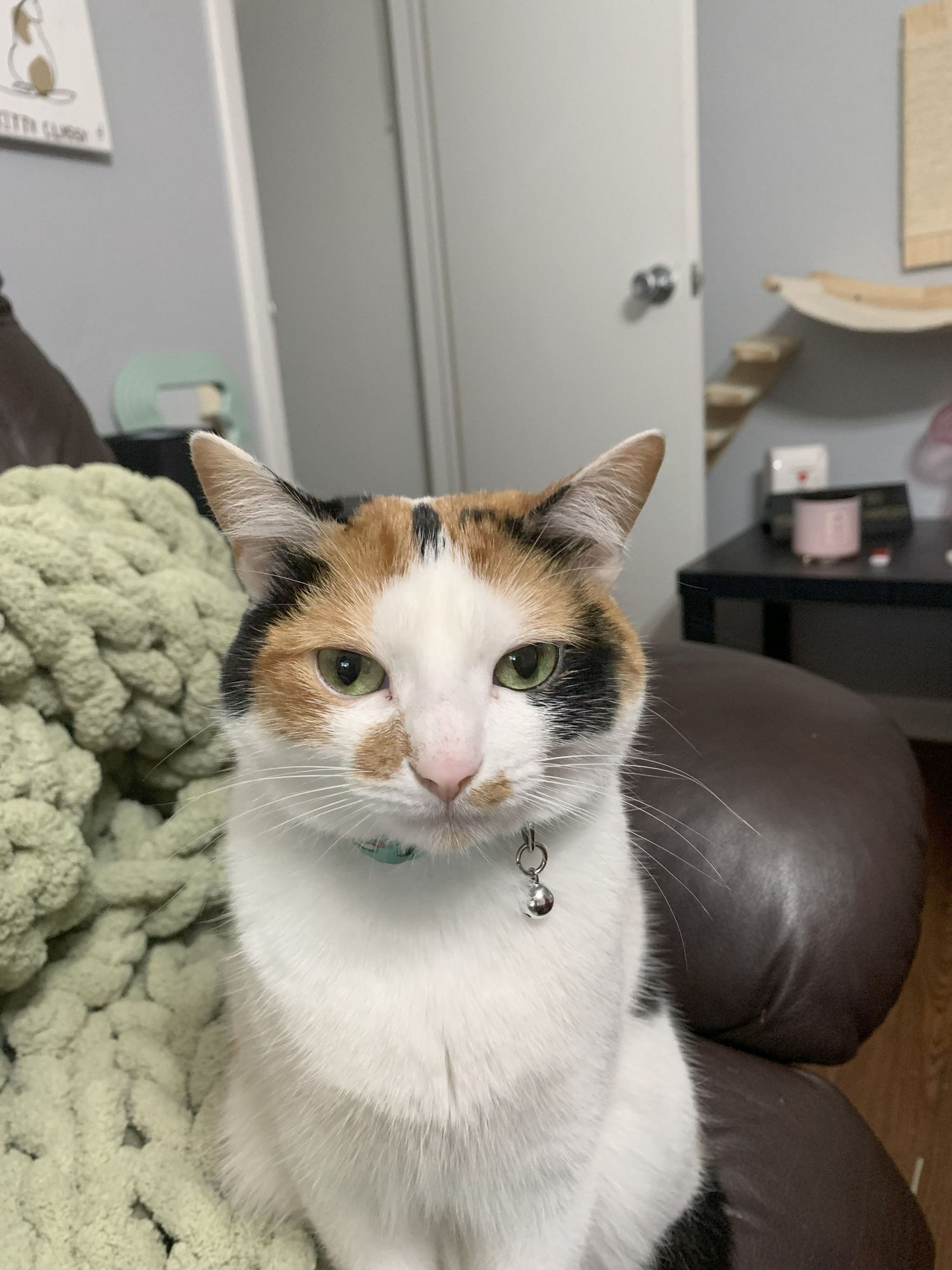 A close-up sequence showing different angles of an adorable calico kitten with a small bell collar.