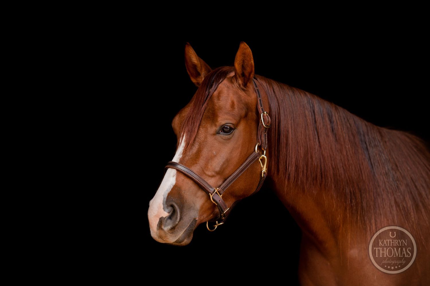 Head shot of a majestic chestnut horse with white blaze against dark background.