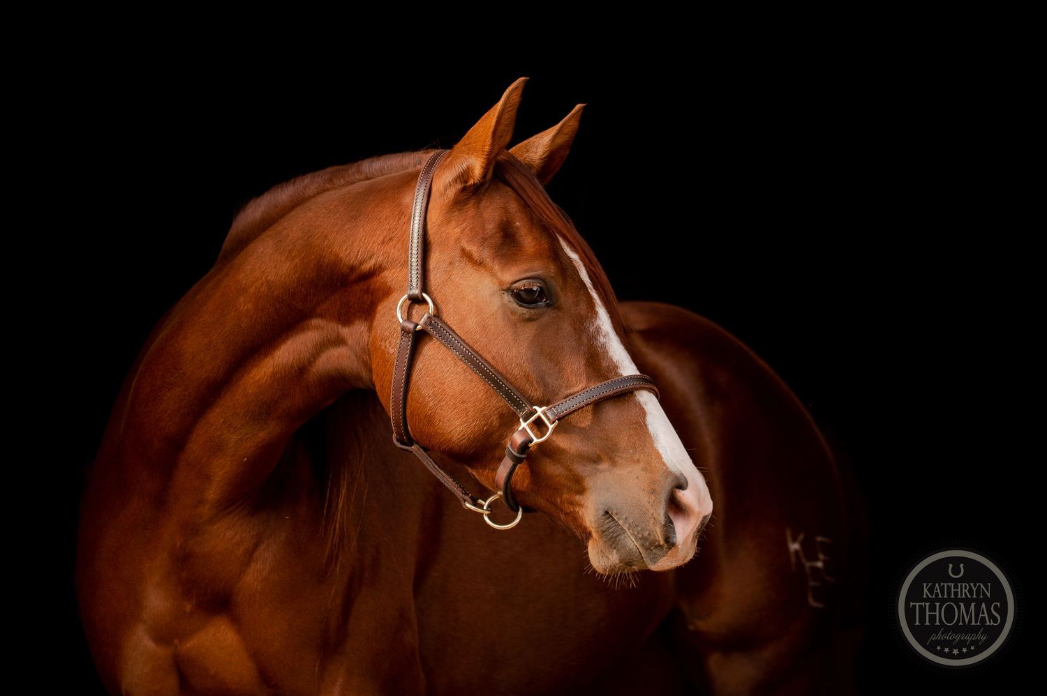 Professional portrait of a chestnut horse with leather halter against black background.