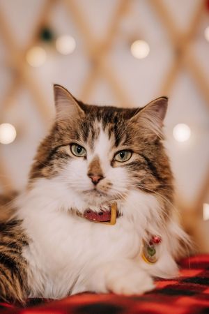 A fluffy cat with a red collar is resting on a red and black patterned fabric.