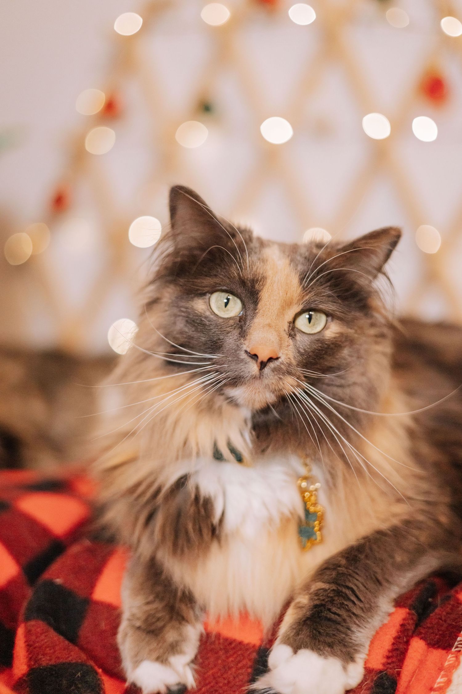 A majestic cat with a long, flowing coat and piercing green eyes gazes intently at the camera, set against a festive background.