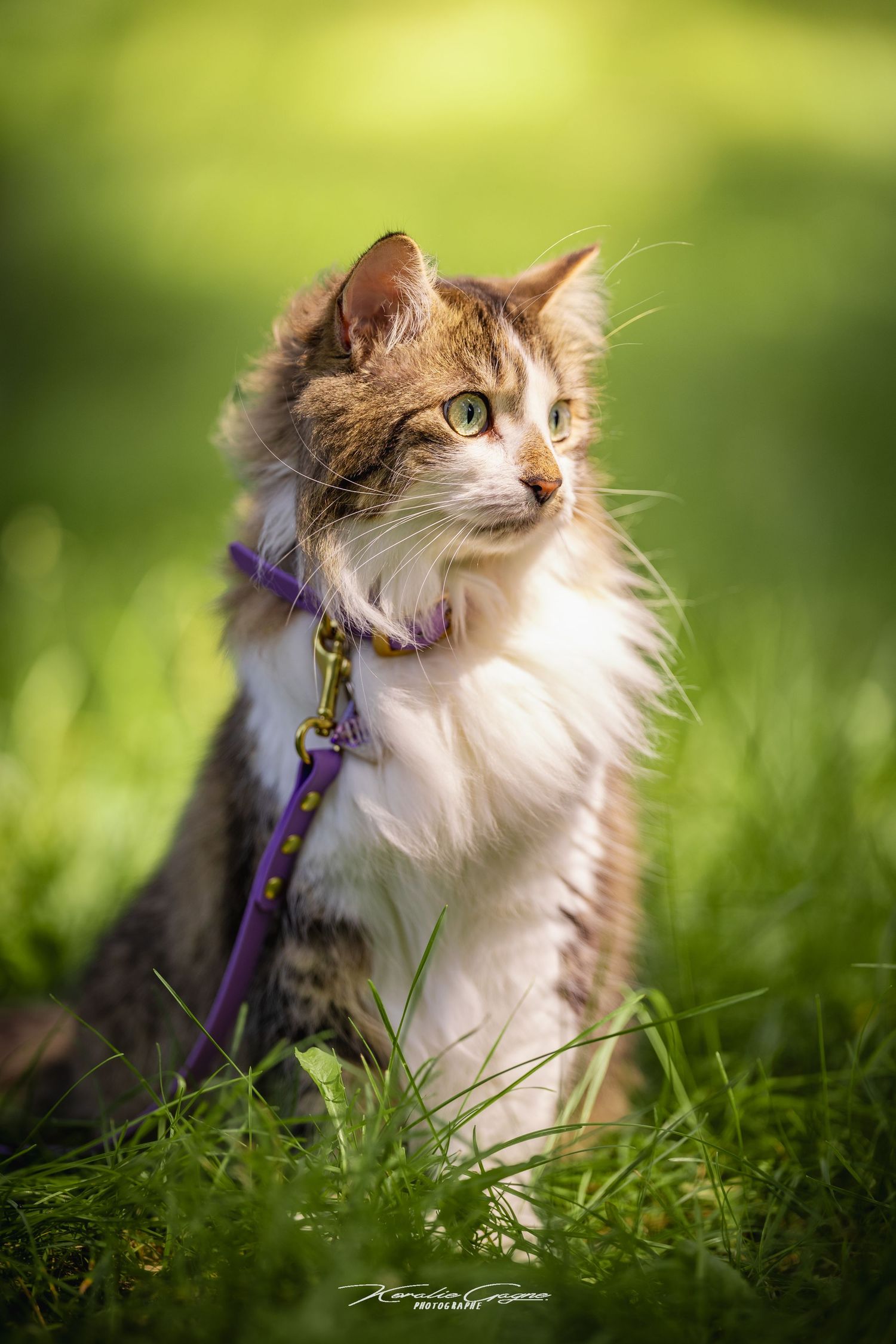A cat with a fluffy coat sits in the grass, its eyes gazing intently at the camera.