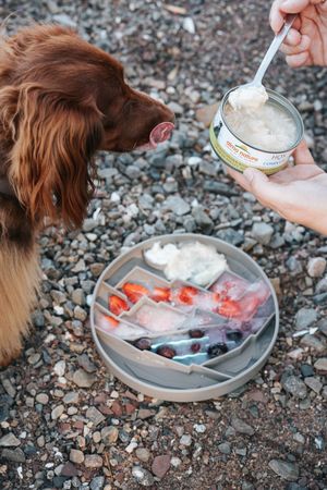 A person's hand offering a treat to a dog on a rocky beach.