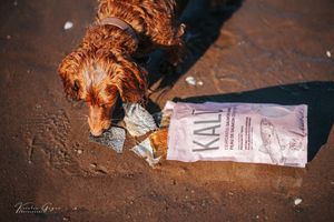 A dog sniffing a bag of dog food on the ground.