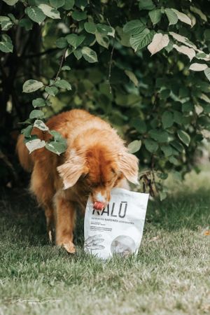 A dog standing next to a bag of dog food labeled 'KALU' on the ground.