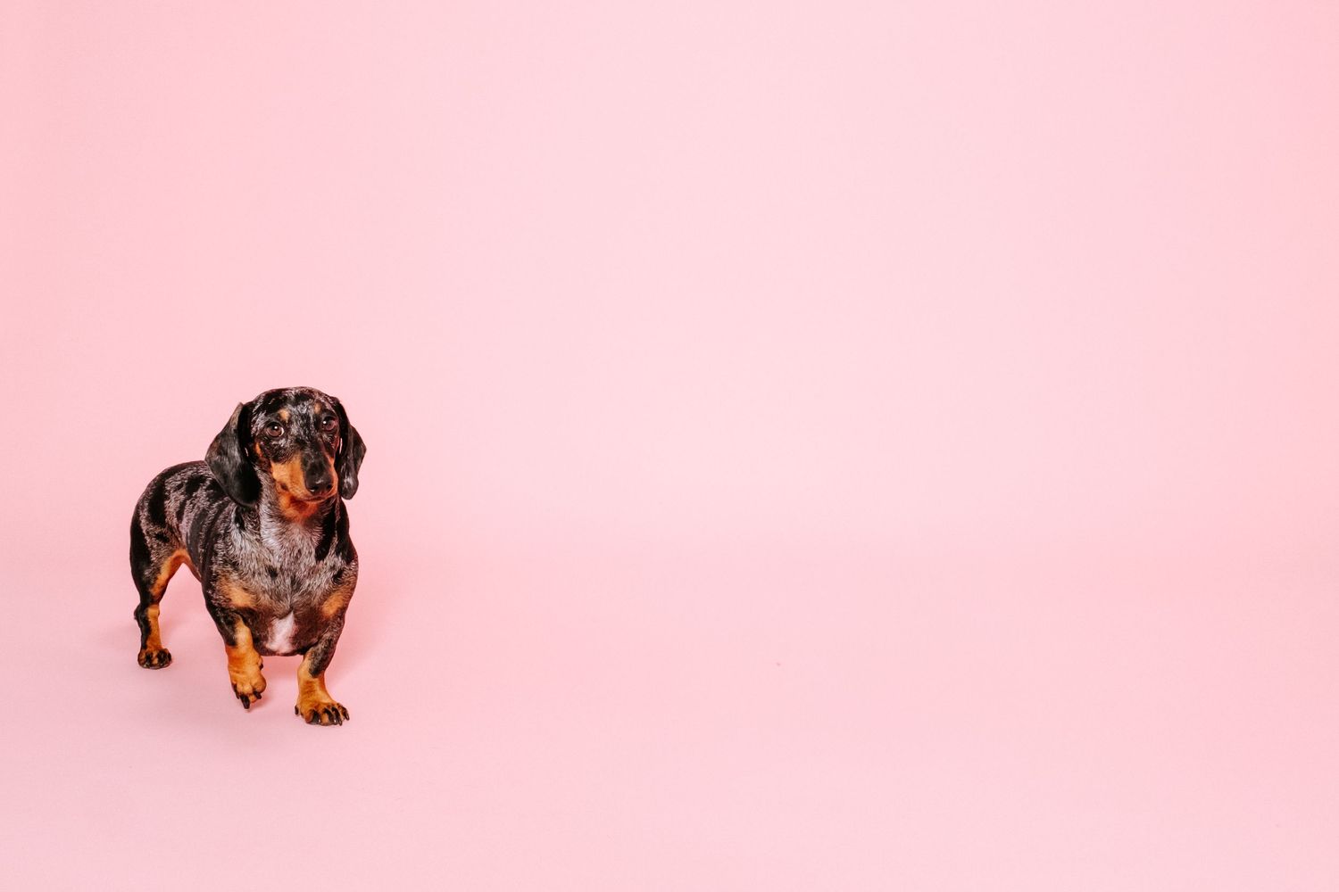 fotógrafo mascotas gran canaria, fotógrafo perros las palmas, fotógrafo perros gran canaria, las palmas, fotógrafo mascotas Las Palmas