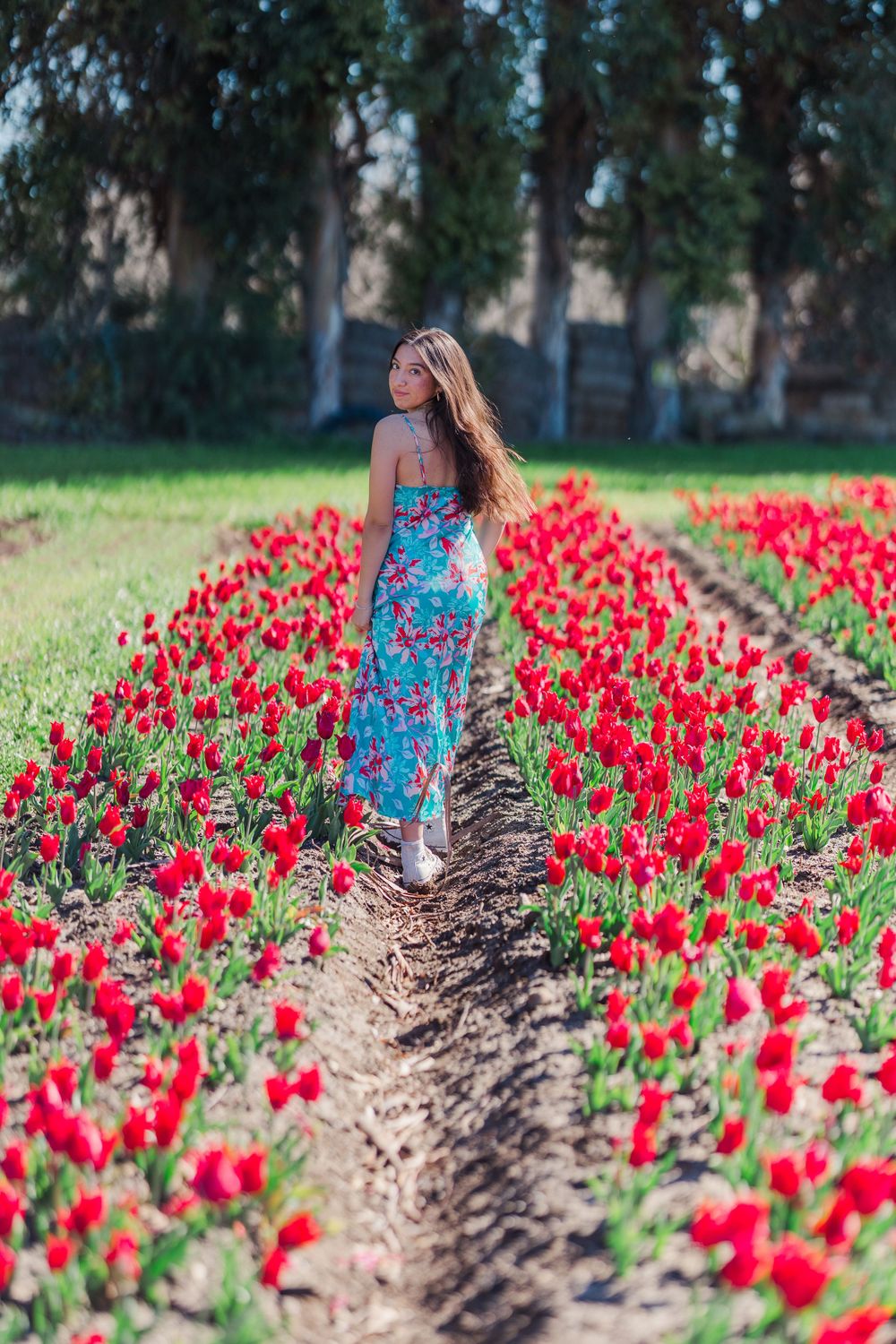 Someone in a floral blue dress walks through rows of vibrant red tulips in a spring garden setting.