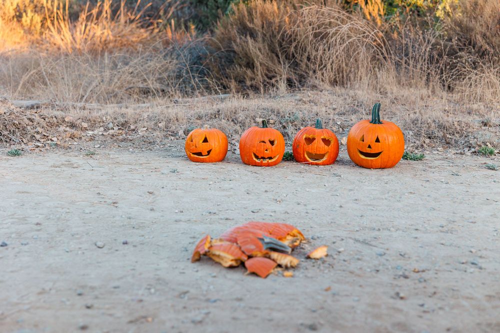 Row of carved pumpkins with autumn leaves scattered on ground in natural lighting.