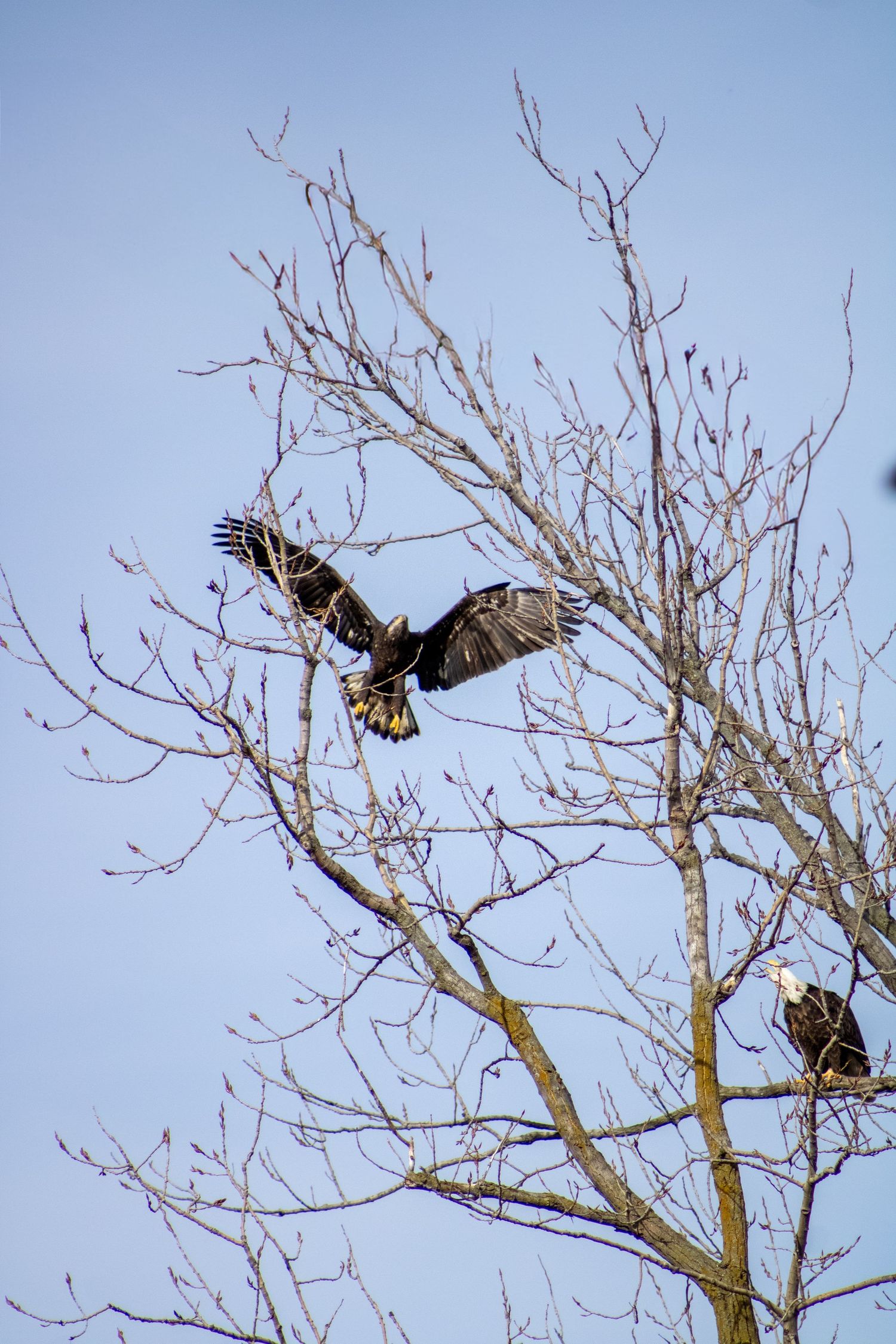 Bald eagle 
Troy Ohio
Nature photography