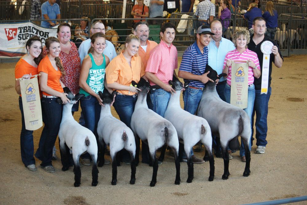 Club Lamb State Fair Photo