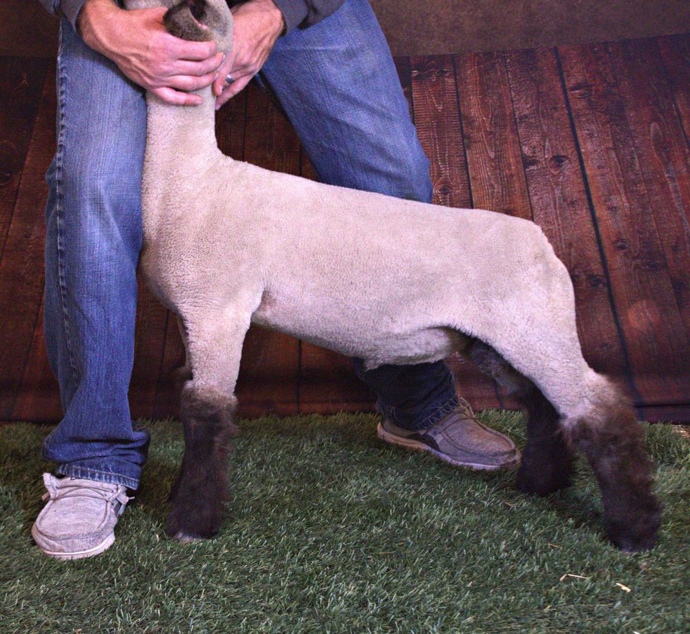 Club Lamb Sale Photo