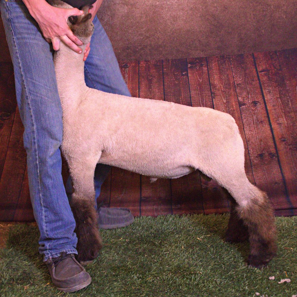 Club Lamb Sale Photo